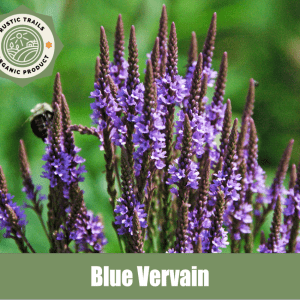 Blue Vervain, Verbena hastata